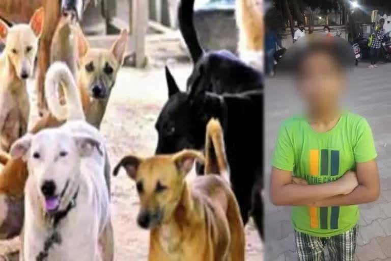 boy locked with 22 dogs