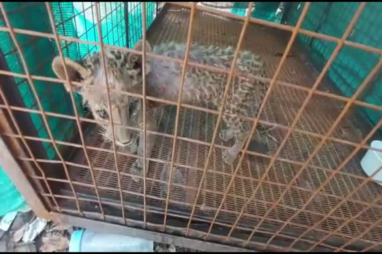 leopard cub in home  leopard cub  പൂച്ചക്കുട്ടി എന്ന് തെറ്റിദ്ധരിച്ച് കുട്ടികൾ പുലിക്കുട്ടിയെ വീട്ടിലേക്ക് വളർത്താൻ കൊണ്ടുപോയി  മഹാരാഷ്ട്രയിൽ പുലിക്കുട്ടി  മലേഗാവ് വനംവകുപ്പ്  വനംവകുപ്പിന്‍റെ സംരക്ഷണയിൽ പുലിക്കുട്ടി