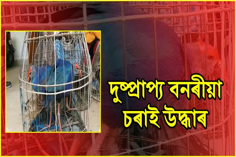 wild-birds-poachers-arrested-in-nagaon