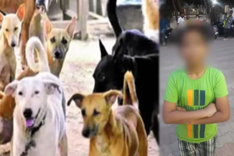 In Pune  parents who keep their children locked up with dogs are claiming to be dog lovers  but the reason why they kept their children locked up with dogs is yet to be ascertained. Police are investigating (Follow-up Story)  11 year old child trapped with 22 dogs in his house  11കാരനെ നായ്ക്കള്‍ക്കൊപ്പം പൂട്ടിയിട്ട സംഭവം; മാതാപിതാക്കള്‍ക്ക് മാനസികാസ്വാസ്ഥ്യമുണ്ടെന്ന് കണ്ടെത്തല്‍