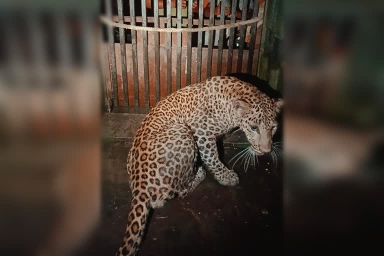 Caught Man Eater Leopard in Chandrapur