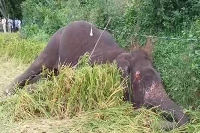 பாலக்கோடு அருகே மின் இணைப்பில் உரசிய யானை பரிதாபமாக உயிரிழப்பு