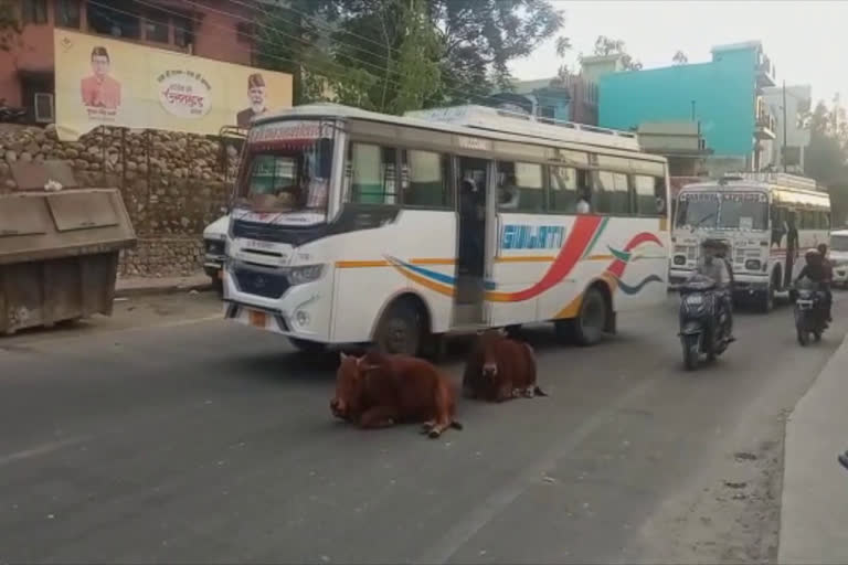 Stray cattle terror in Srinagar