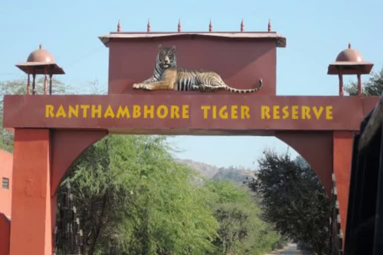 Tigress dies in Sawai Madhopur Ranthambore