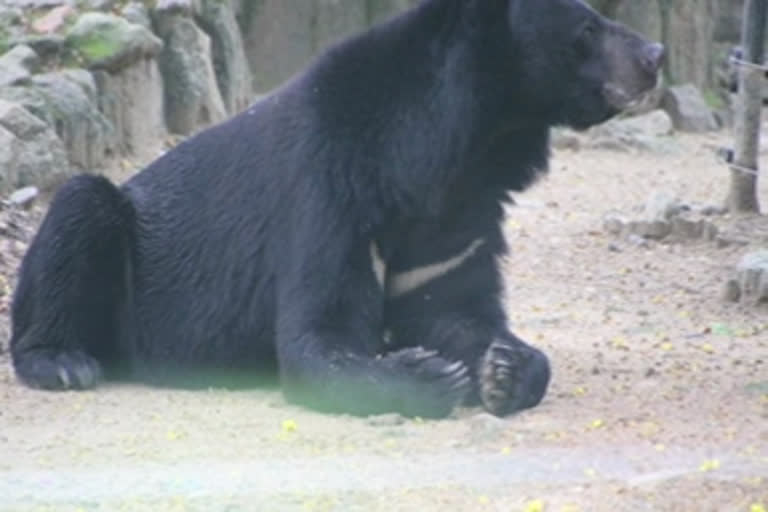 himalayan-bear-dies-at-bannerughatta-zoo