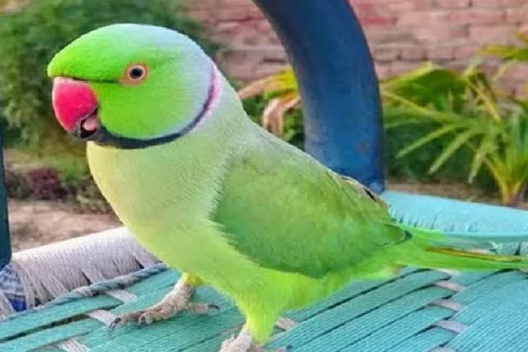 Pet parrot escapes from cage in Jagdalpur