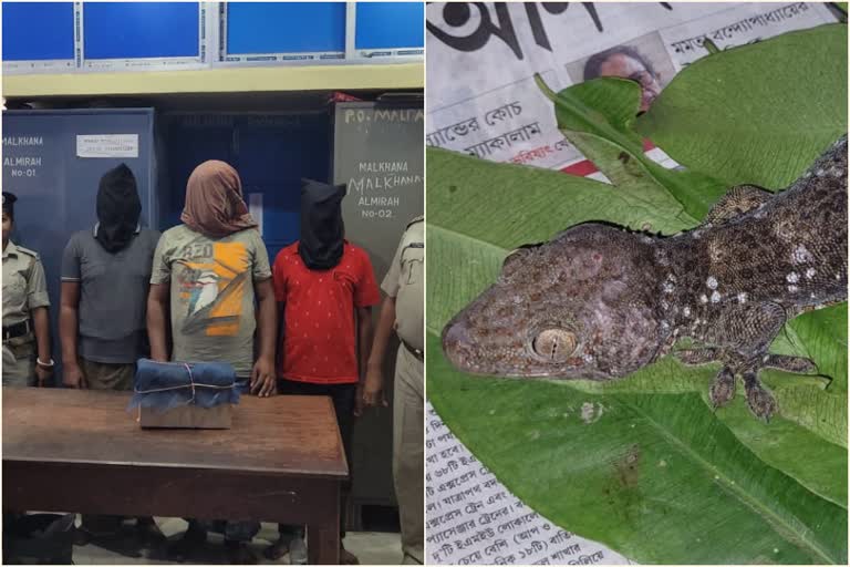 Malda Gecko Recovered before poaching