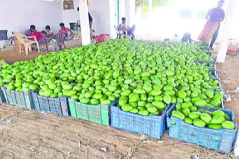 Mango farmers