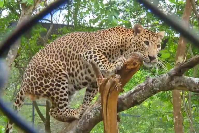 Leopard safari at Bannerghatta