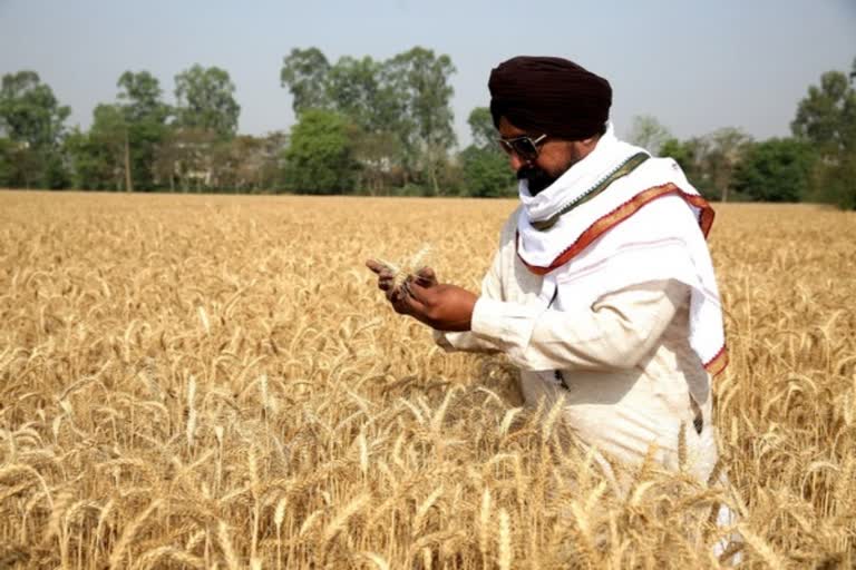 India Wheat Exports