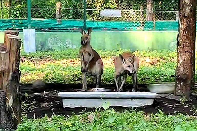 Kangaroos in Bengal Safari