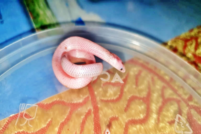 Rare albino striped narrow headed snake found in Nigiris