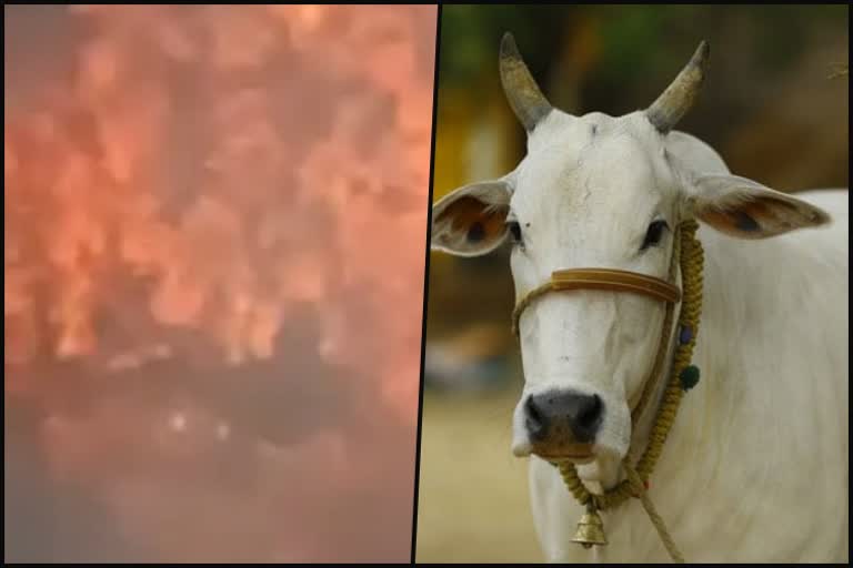 20-cows-burnt