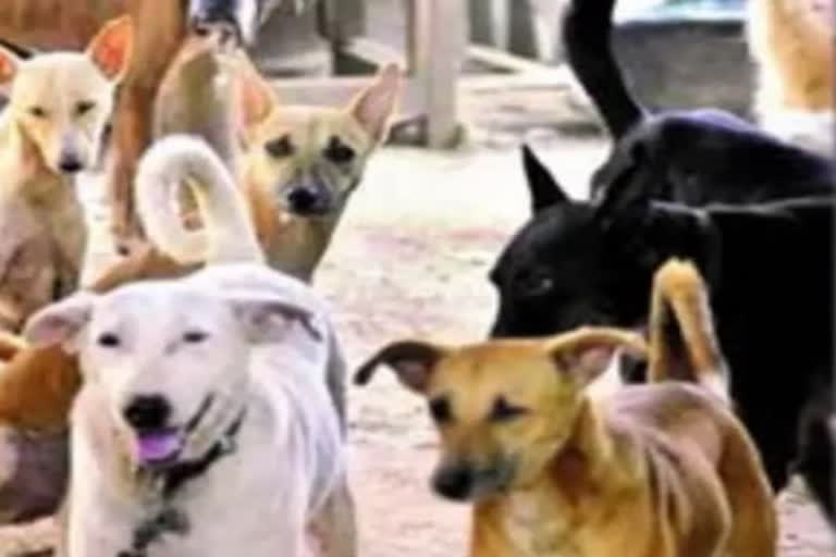 dogs rescue Pune Mnc rescue team