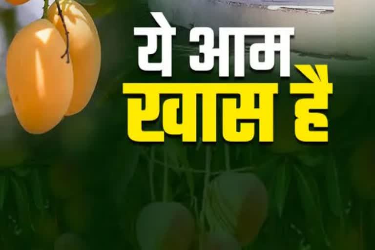 indore Mango Festival