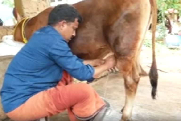 Kerala : Without getting pregnant calf milchig 3.5 liters of milk everyday