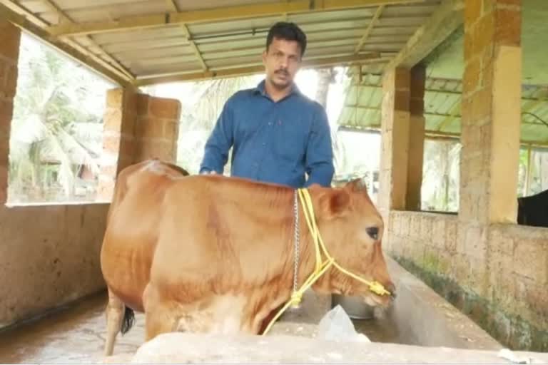calf yielding milk kannur