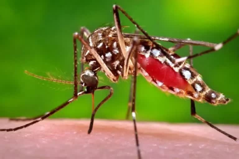 May 16 National Dengue Day