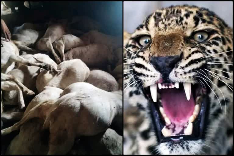 Leopard killed 41 goats in Kota Pab