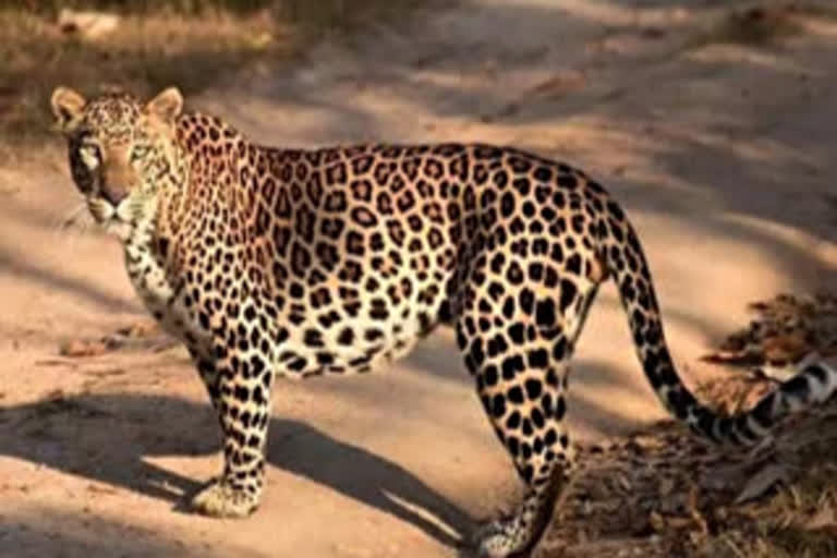 cheetah wandering at malepally in ananthapur