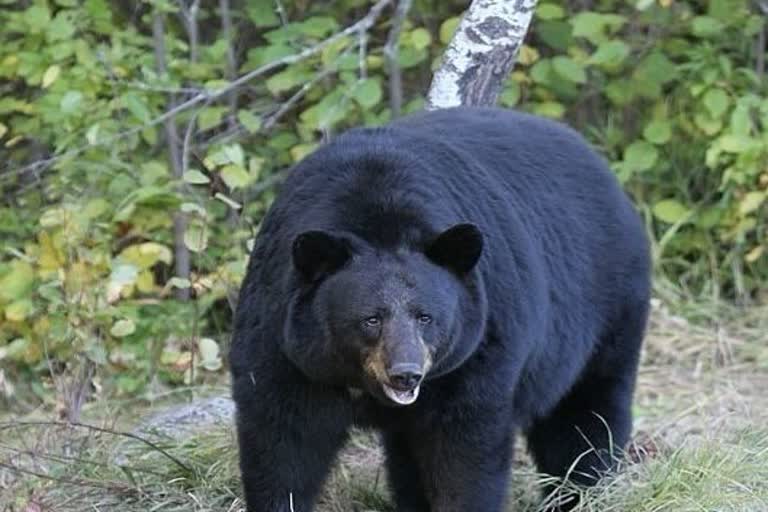 Bear did a deadly attack in Mungeli