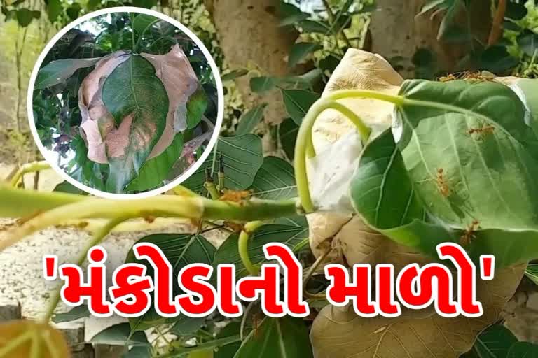 લાલ મકોડા એવો તે કેવો માળો બનાવે છે જેને જોઈને આધુનિક ઈજનરી જગત પણ ખંજવાળે છે માથું, જૂઓ