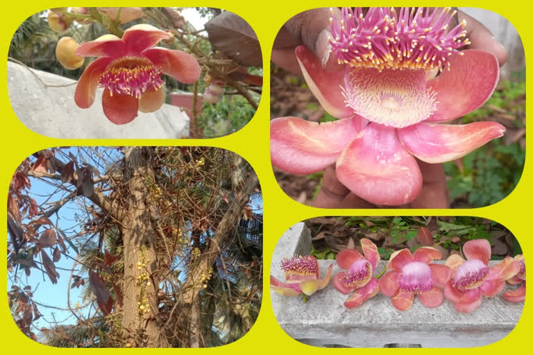 Nagamalli Flowers