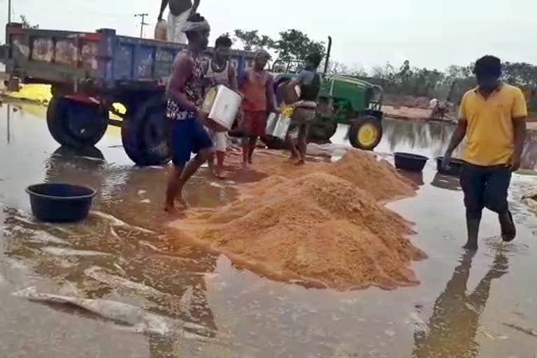 Paddy Damage Due to Rain in Nizamabad