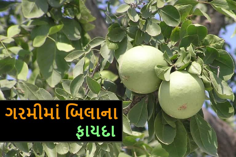 શુ આપ જાણો છો ઉનાળામાં બિલાનુ ફળ કેટલુ ફાયદાકારક છે