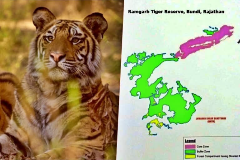 Rajasthan's Ramgarh Vishdhari Sanctuary notified as tiger reserve