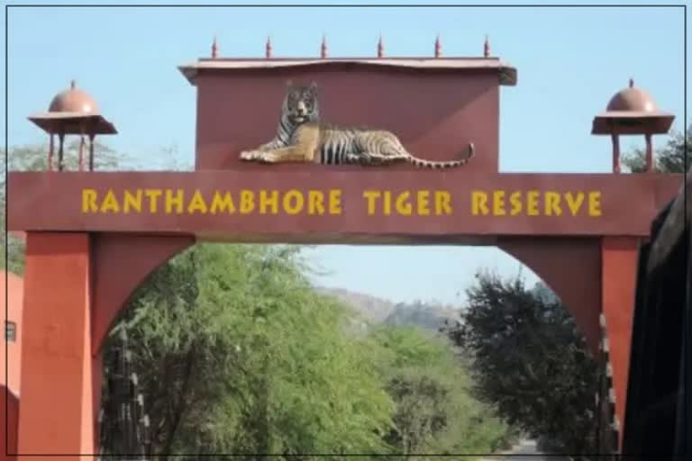 Tiger Disturbing Case in Ranthambore