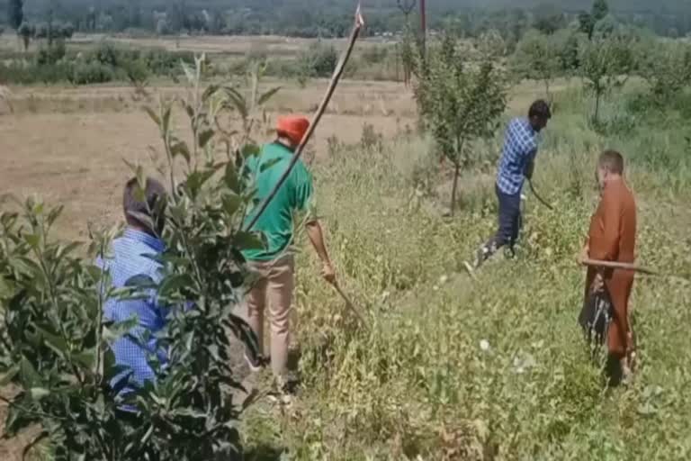 drive-against-poppy-cultivation-in-lurgam-area-of-tral