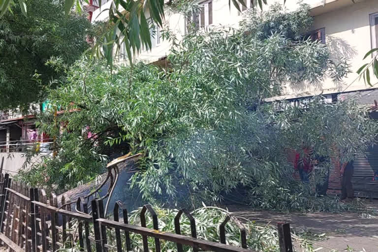 Tree fell in Reckong Peo market