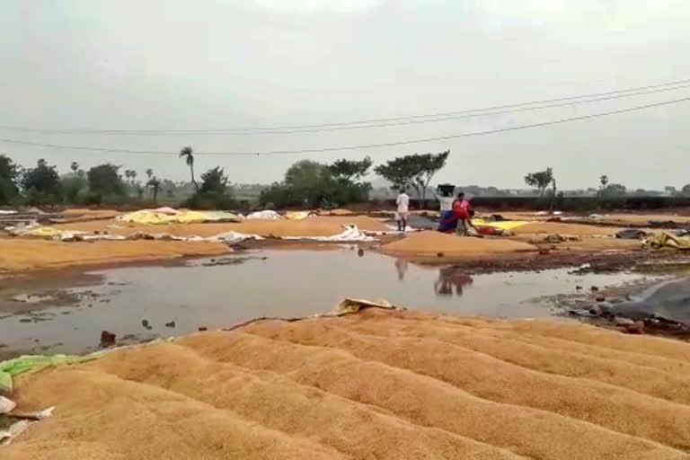 Paddy Damage in Jagtial