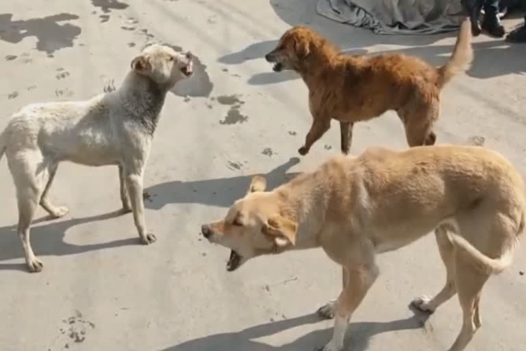 کشمیر میں ہر دو گھنٹے میں ایک شہری کتوں کے حملوں کا شکار