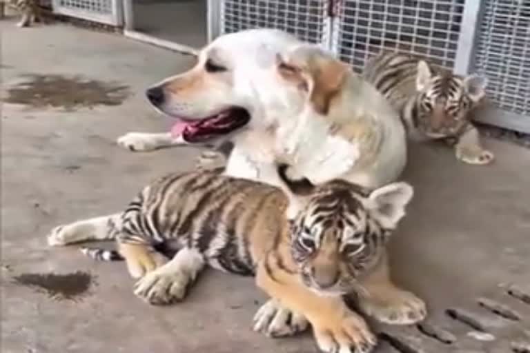 lab doggy take care of baby rescue tigers