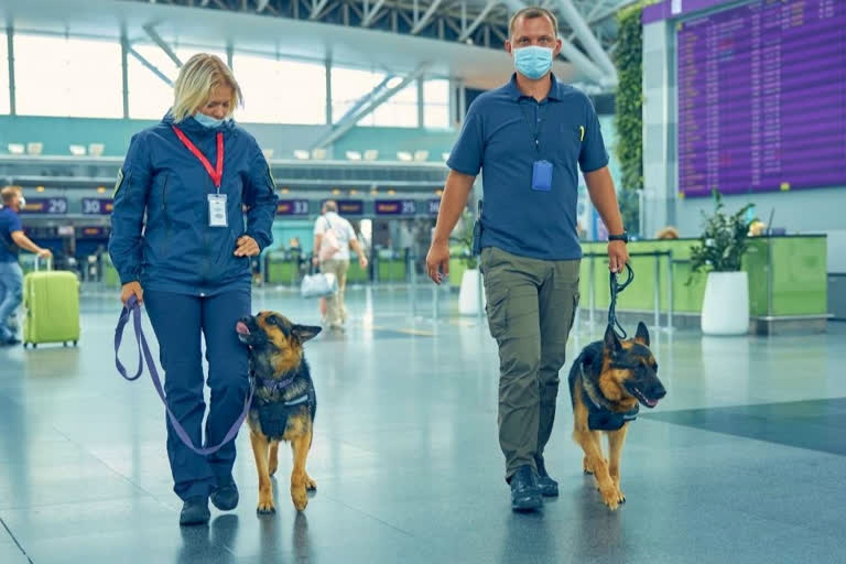 sniffer dogs  covid 19 latest  sniffer dogs identifies sars cov 2 virus  helsinki university latest study  helsinki university covid study  BMJ GLOBAL HEALTH JOURNAL  കൊവിഡ് ബാധിതരെ കണ്ടെത്തുന്ന നായകള്‍  ഹെൽസിങ്കി യൂണിവേഴ്‌സിറ്റി കൊവിഡ് പരിശോധന പഠനം