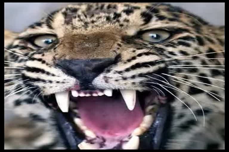 Leopard Attracted Woman In Kota Pab