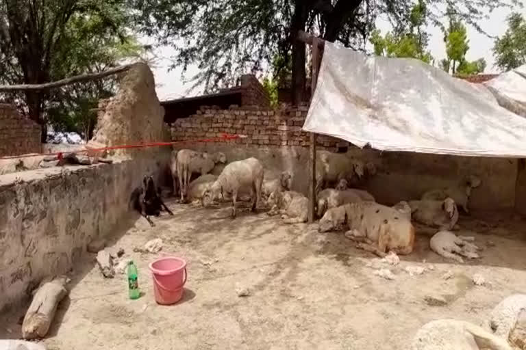 Unknown animal killed sheeps in Dig