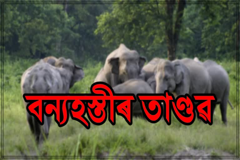 man-elephant-conflict-in-bokajan