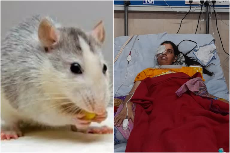 rat bite paralysed woman