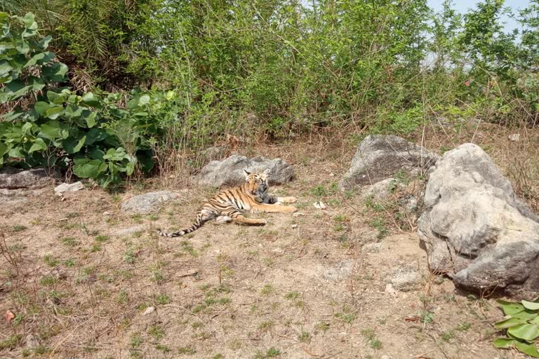 Villagers attacked cubs in Seoni