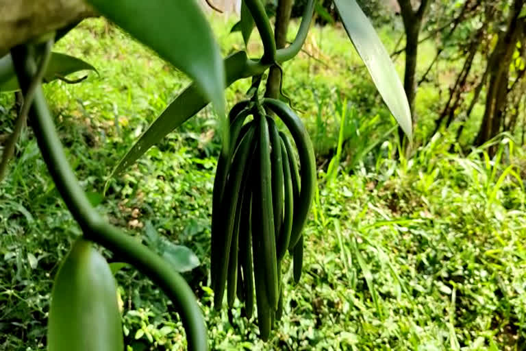 Vanilla cultivation idukki  Vanilla farming  Vanilla new price  business news latest  വാനില വില  ദുരിതത്തിലായി ഹൈറേജിലെ കർഷകർ  വില ഇടിഞ്ഞ് വാനില  വാനില കൃഷി