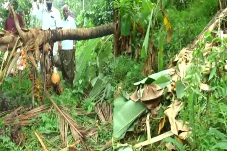 മലയോര മേഖലയിൽ ഒഴിയാതെ കാട്ടാനശല്യം; ചെറുപുഴ കാട്ടാന കൂട്ടം കൃഷി നശിപ്പിച്ചു