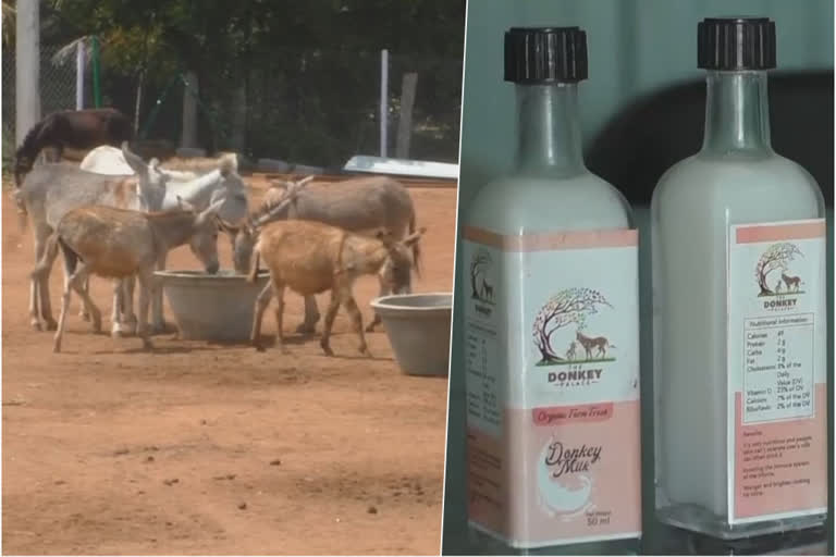 donkey milk price in india