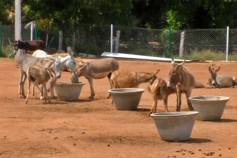 First Donkey Farm in Tamil Nadu, Rs 7,000 per liter milk