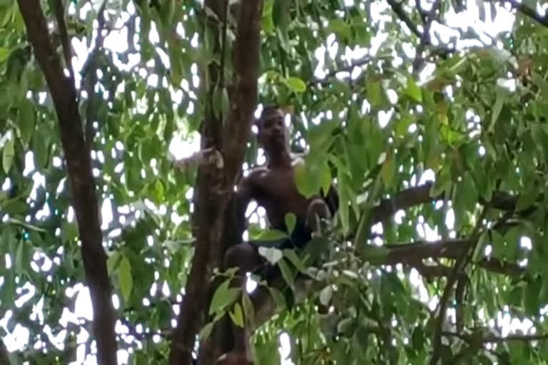 young man climbing tree
