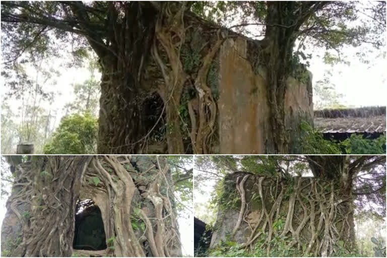 historic heritage building in Idukki is on the verge of destruction  historic heritage building in Idukki  ഇടുക്കി പീരുമേടിലെ ആയുധപ്പുര  ഇടുക്കി പീരുമേടിലെ തോട്ടപ്പുര  പീരുമേടിലെ പൈതൃക മന്ദിരം നാശത്തിന്‍റെ വക്കിൽ  നൂറ്റാണ്ടുകളുടെ ചരിത്രം പേറുന്ന ആയുധപ്പുര നശിക്കുന്നു  അമ്മച്ചി കൊട്ടാരവുമായി ബന്ധപ്പെട്ട് രാജഭരകാലത്ത് നിർമ്മിച്ച ആയുധപ്പുര