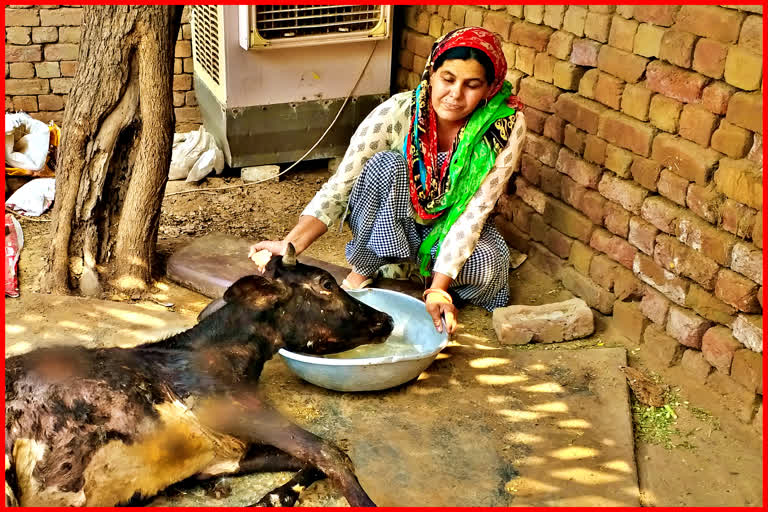 Sitaram Singhal of Hisar helping destitute cows