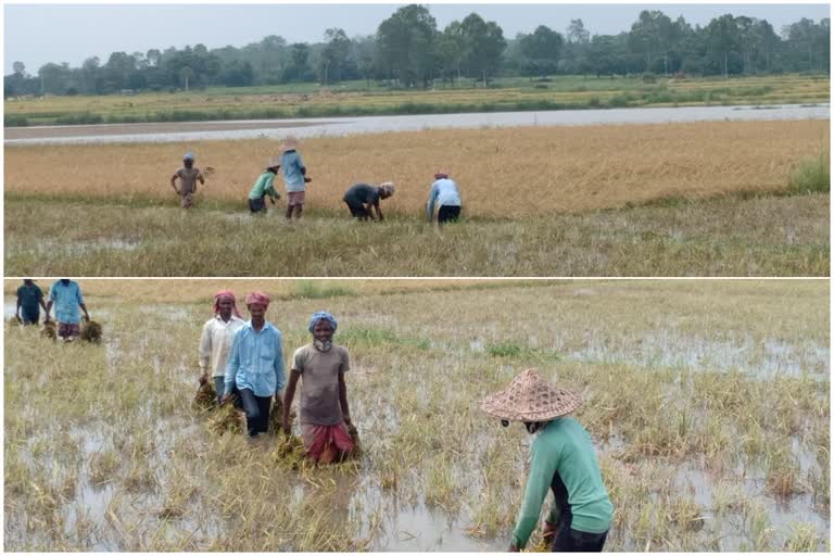 Paddy Cultivation